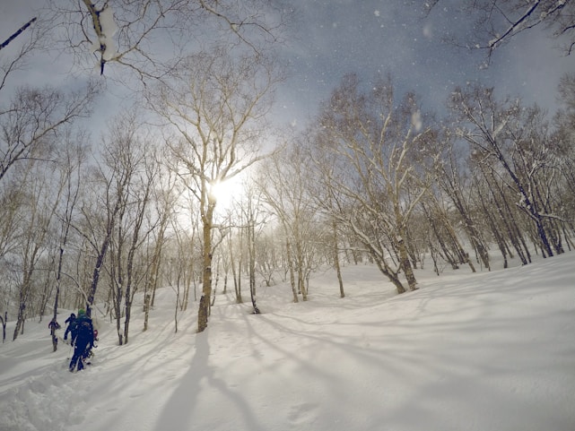 A snowy forest scene with sunlight filtering through leafless trees under a clear sky. A group of people in winter gear is trekking through the fresh snow, creating a serene and adventurous atmosphere.