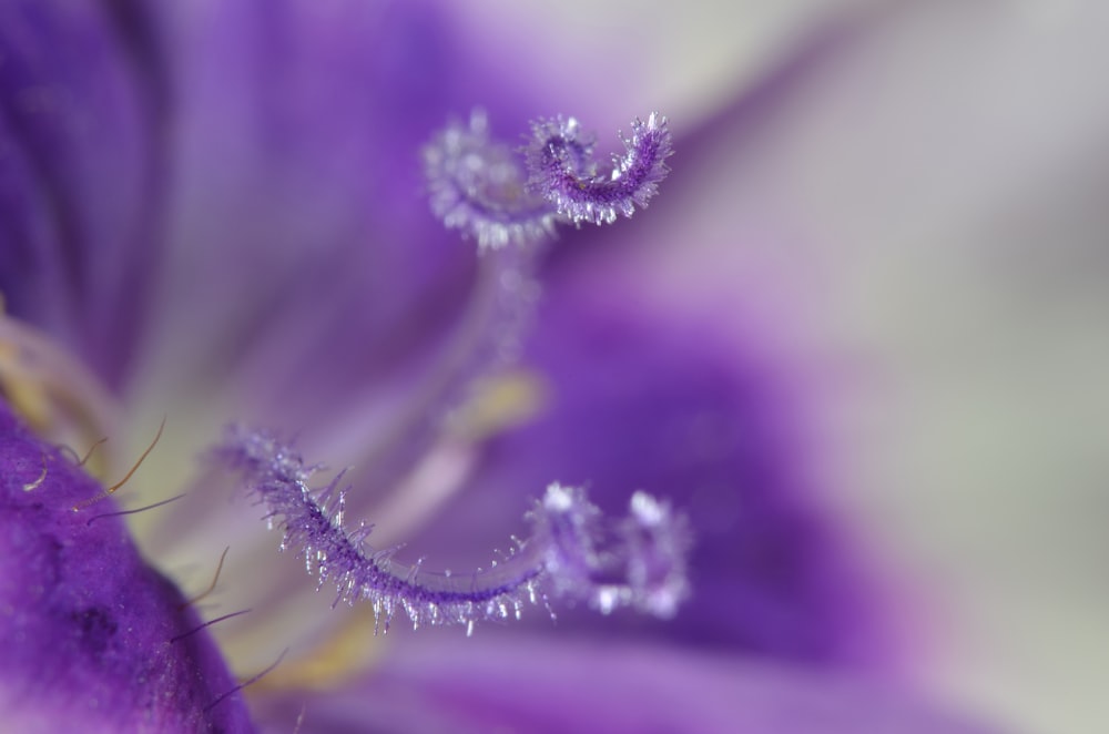 Decoración de flores moradas y rosas