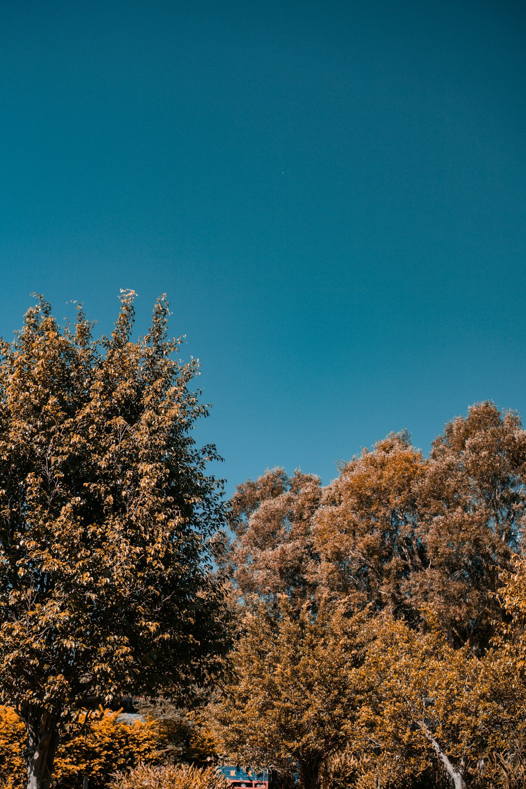 brown trees under blue sky