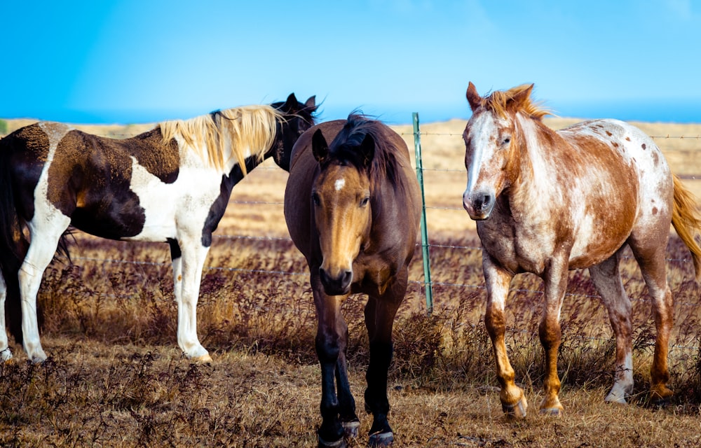 갈색 들판에 서 있는 갈색과 흰색의 말 세 마리