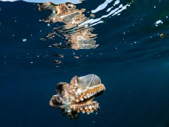 An octopus is swimming underwater with its tentacles visible, reflecting on the water's surface. The water is deep blue with small bubbles and white highlights.