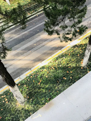 Wide shot of a clean, bright pavement lined with green shrubs after washing.