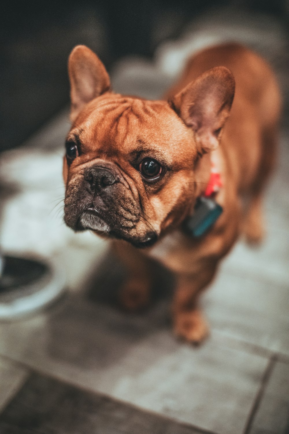 brown pug