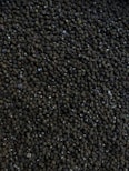 photo of mung beans