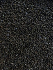 photo of mung beans