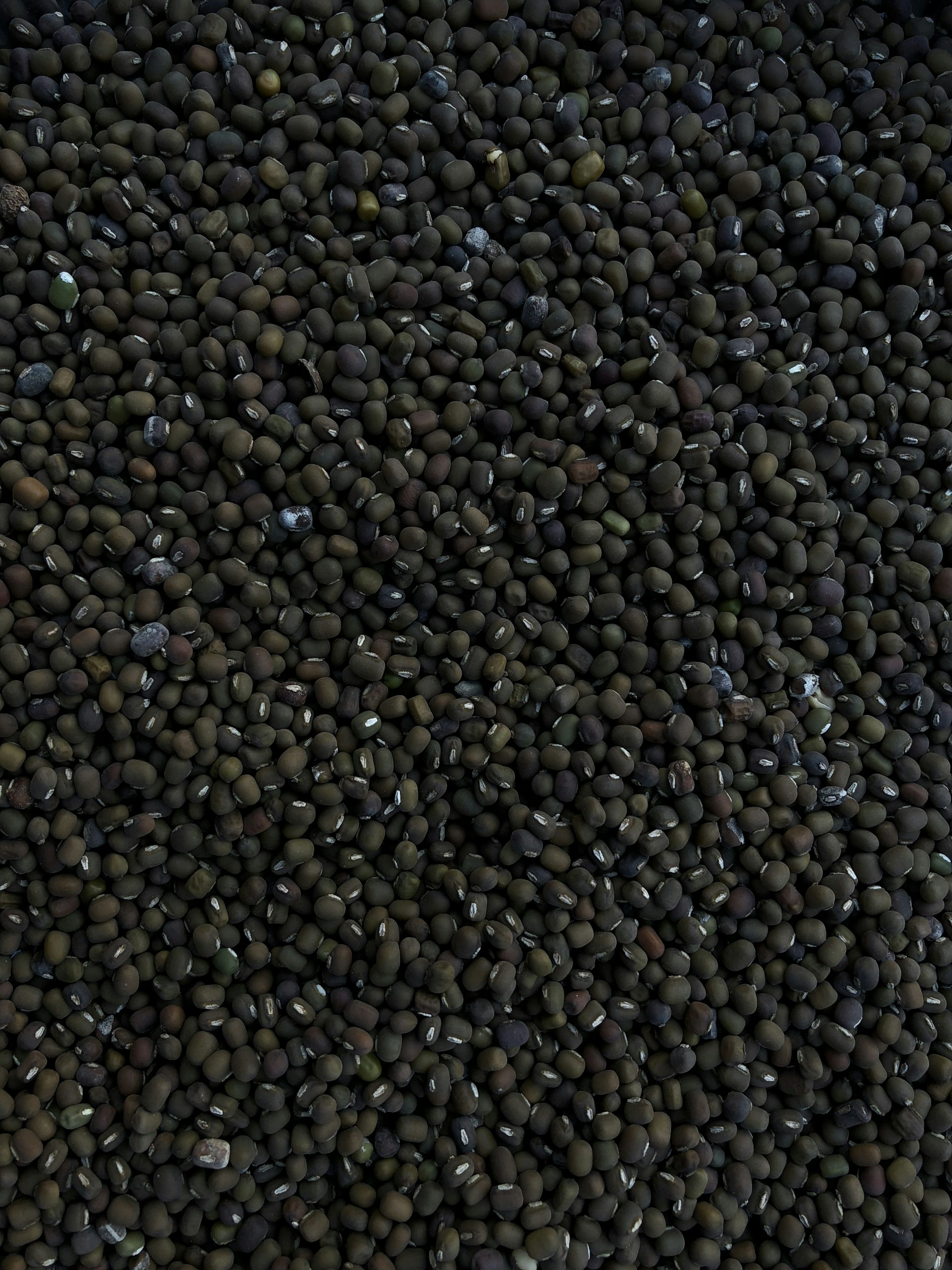 photo of mung beans