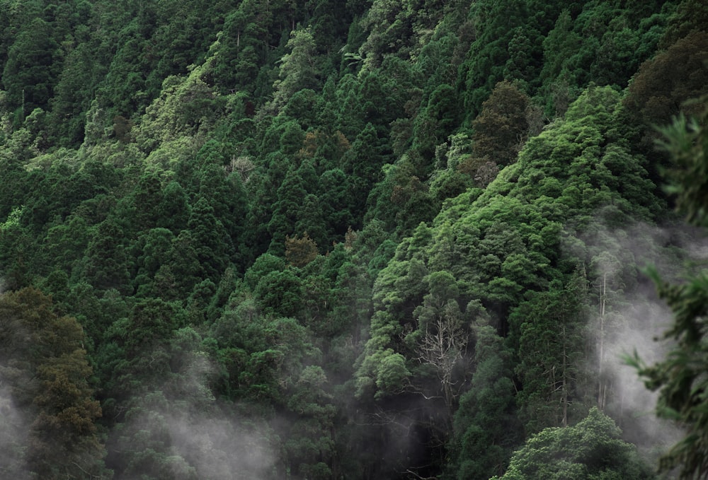 Photographie de vue aérienne de Green Forest