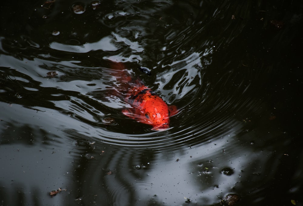 주황색 잉어 물고기의 선택적 초점 사진