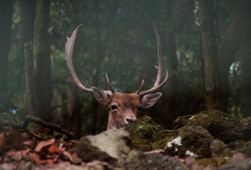 brown deer on forest during daytime