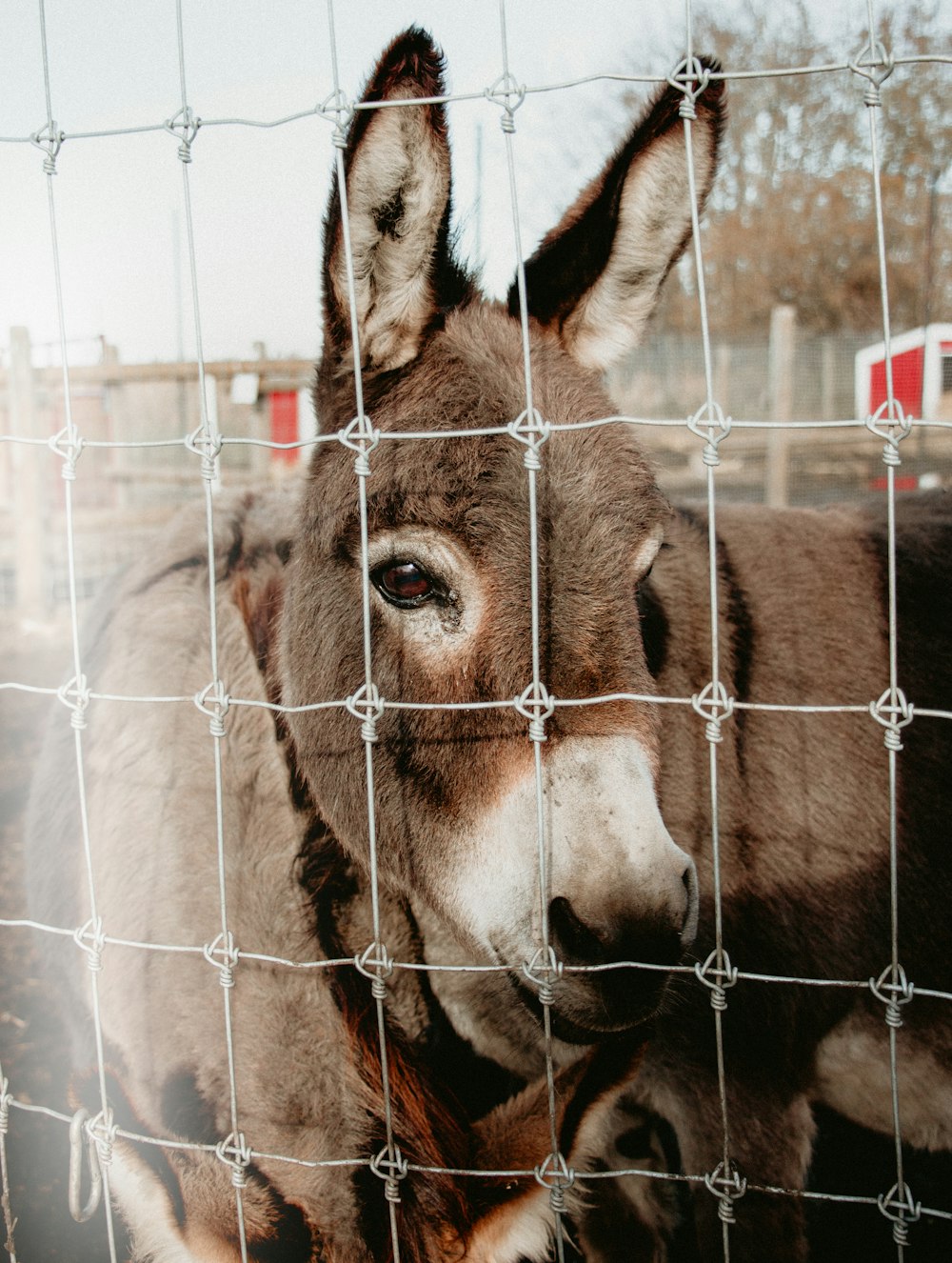 donkey in cage