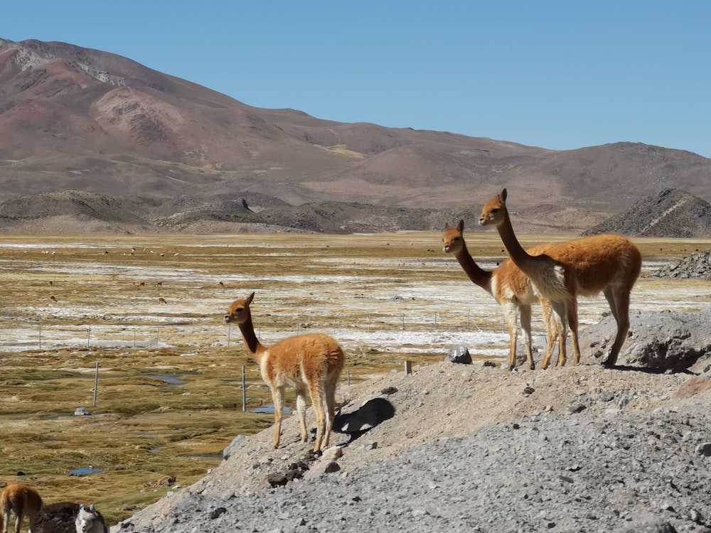 three brown animals