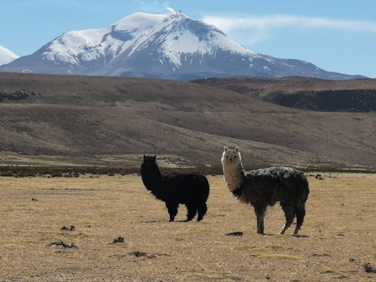 two llama on field in Putre Chile