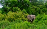 gray elephant near trees during daytime