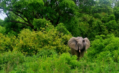 gray elephant near trees during daytime