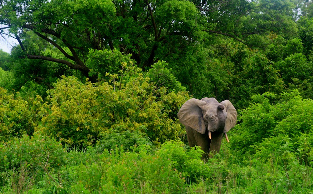 낮에는 나무 근처에 있는 회색 코끼리
