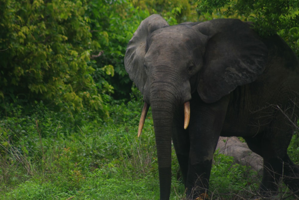 elefante marrom na grama verde perto das árvores