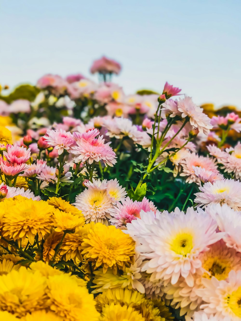 assorted-color flower lot