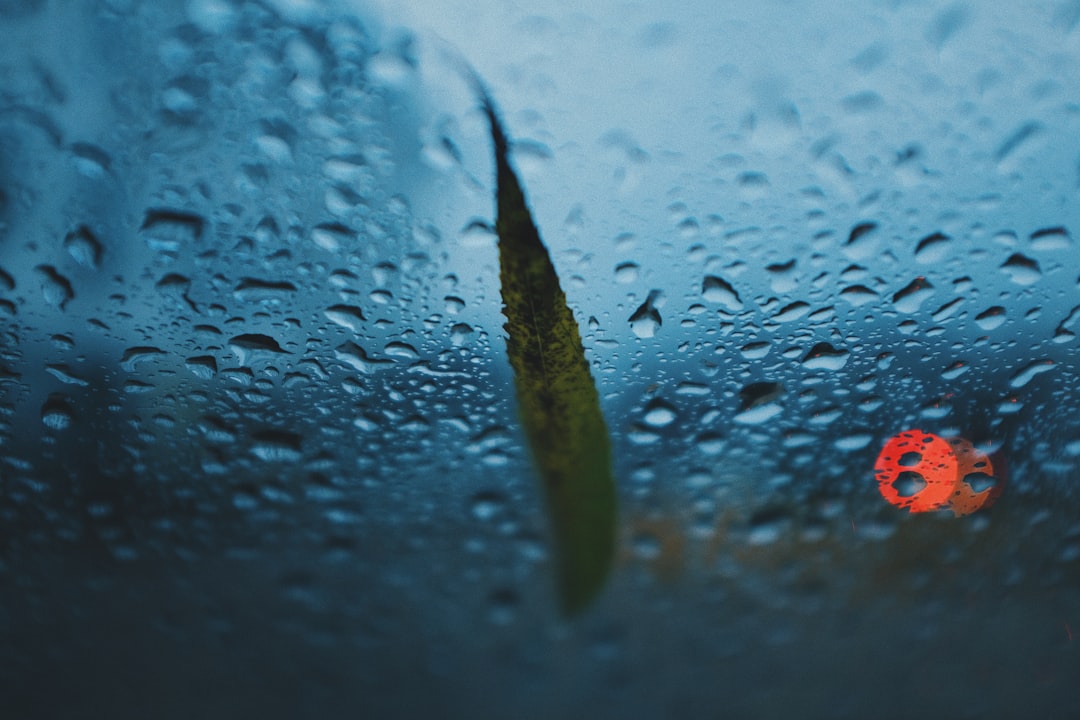 green leaf on glass with dew