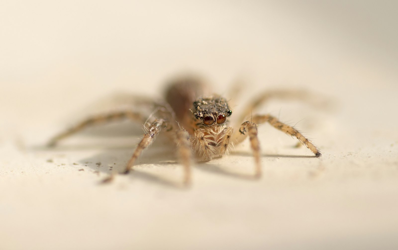 Canon EOS 700D (EOS Rebel T5i / EOS Kiss X7i) + Sigma 105mm F2.8 EX DG OS HSM sample photo. Brown spider on white photography