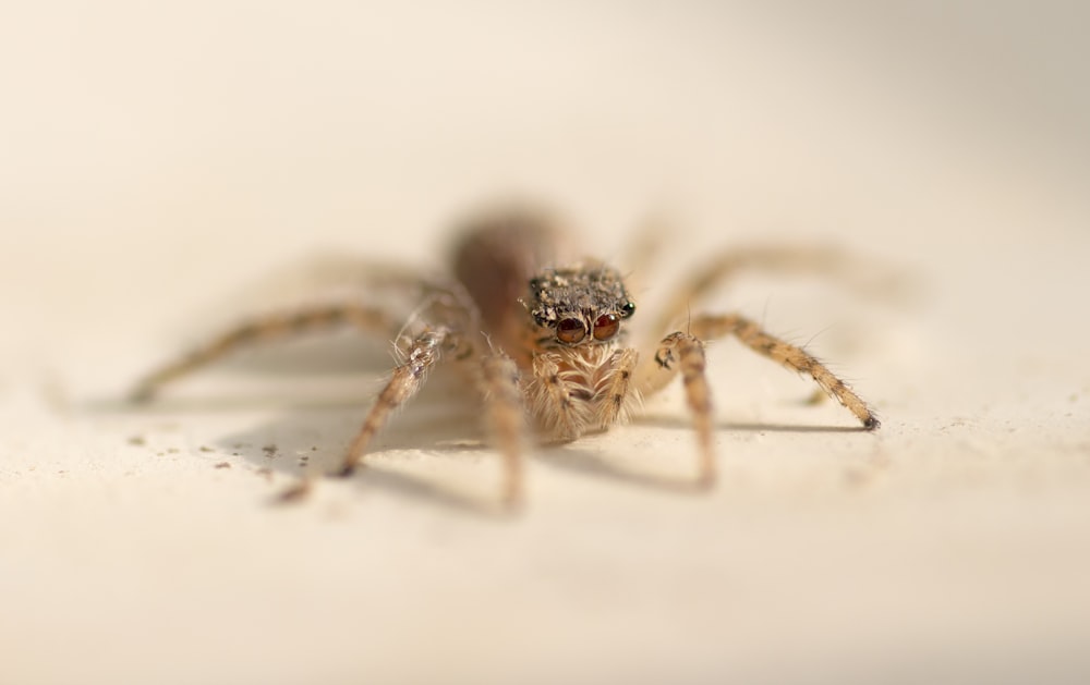 araña marrón en pared blanca