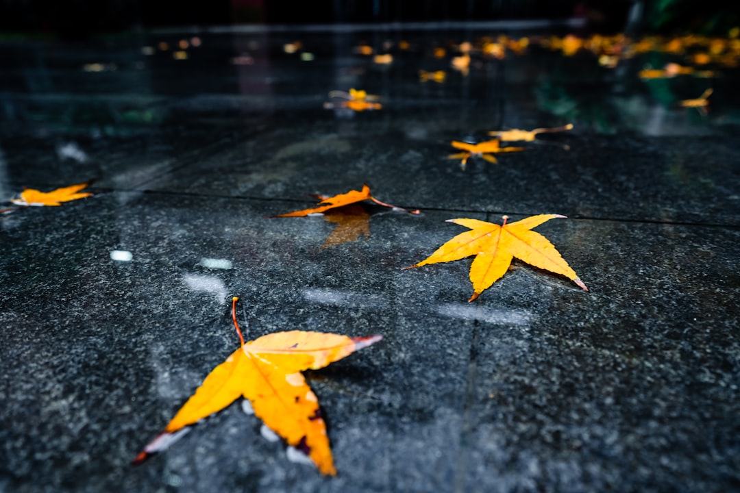 brown leaves on damped floor tiles