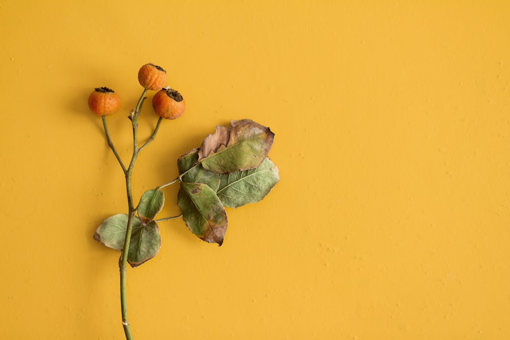 three orange flowers on yellow wall