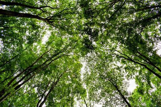 A vibrant green forest canopy with sunlight filtering through the leaves.