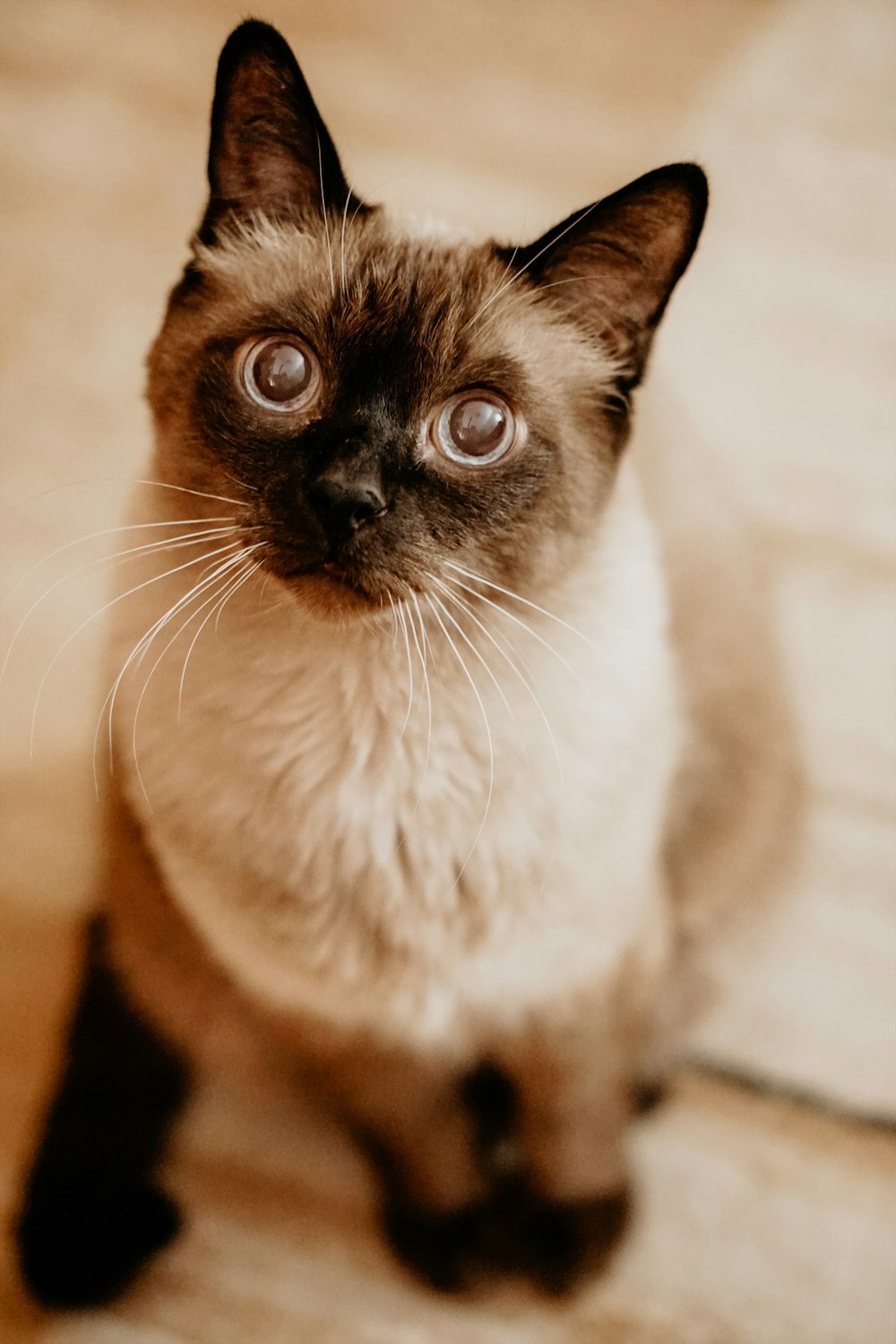 white and black cat