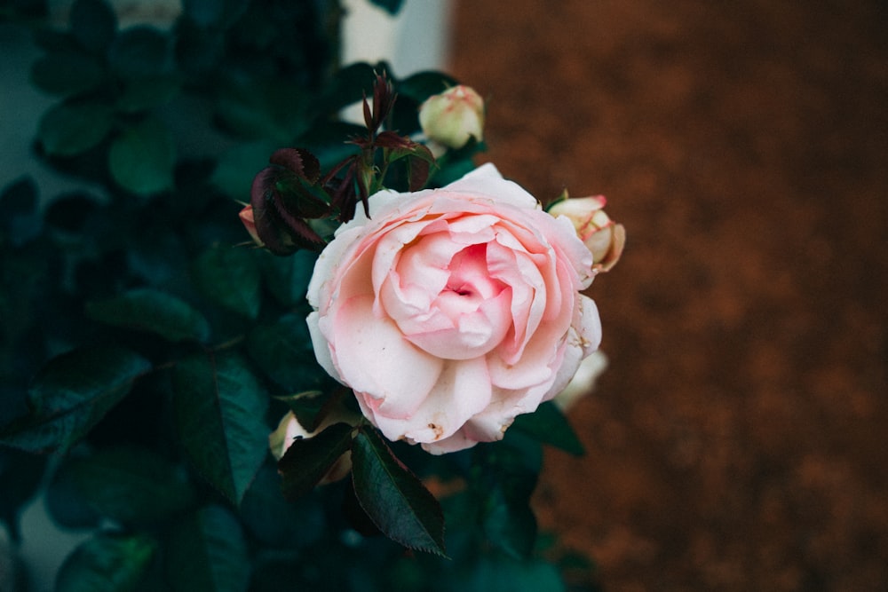 selective focus photography of pink rose