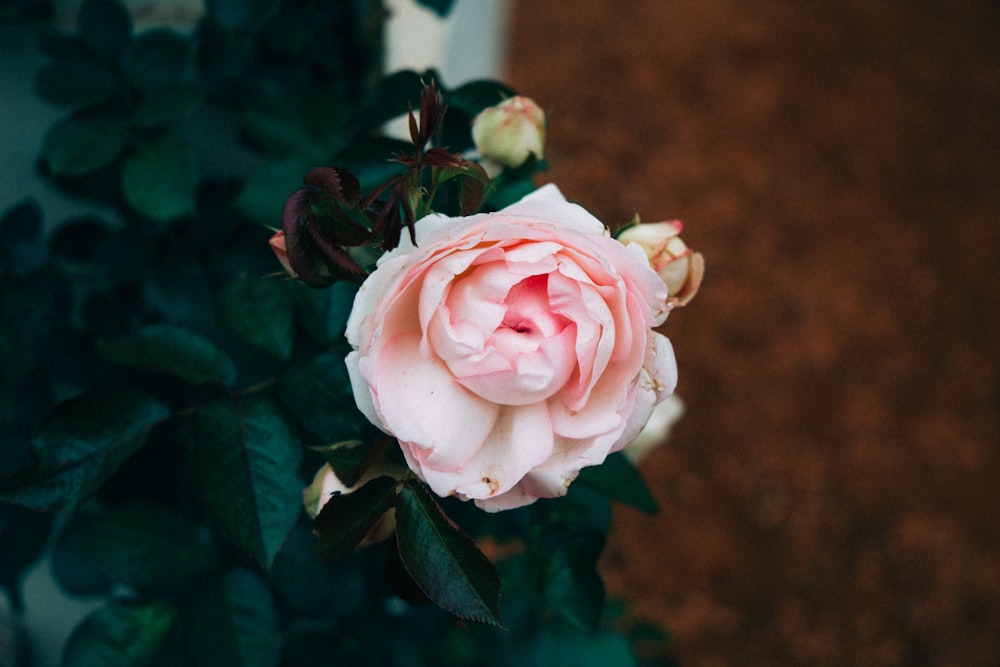 Selektive Fokusfotografie der rosa Rose
