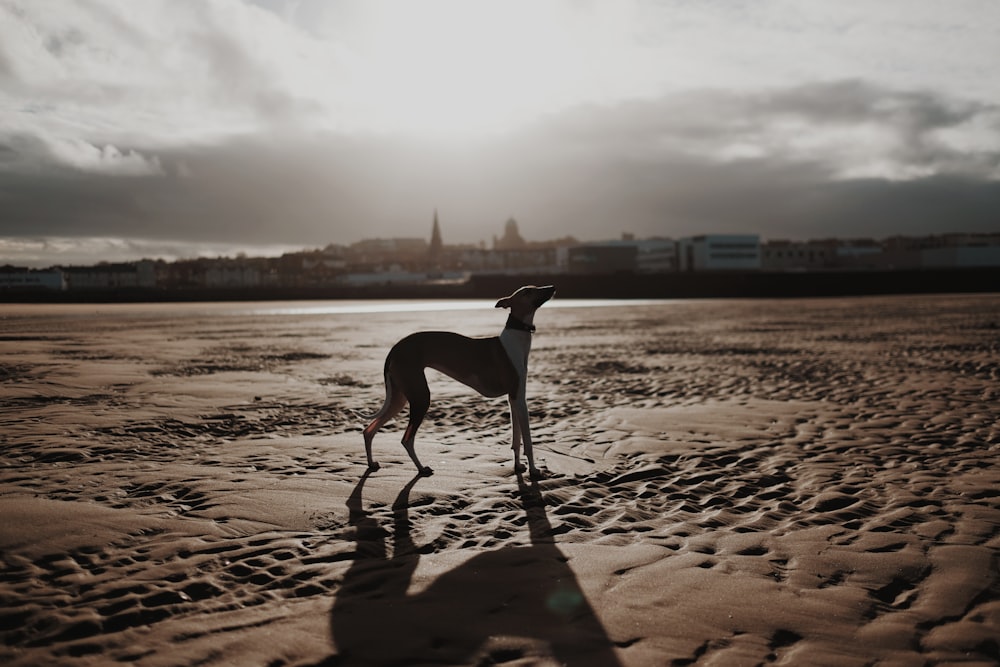adult Italian grayhound standing on brown floor during daytime