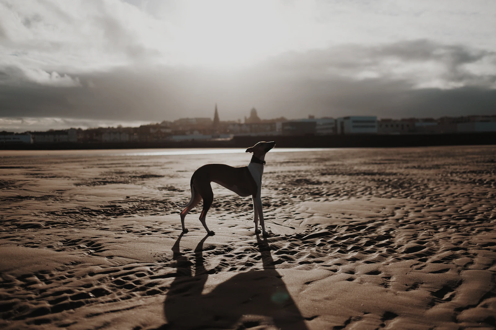 Adult Italian Greyhound standing on brown floor, photo by Mitchell Orr on Unsplash
