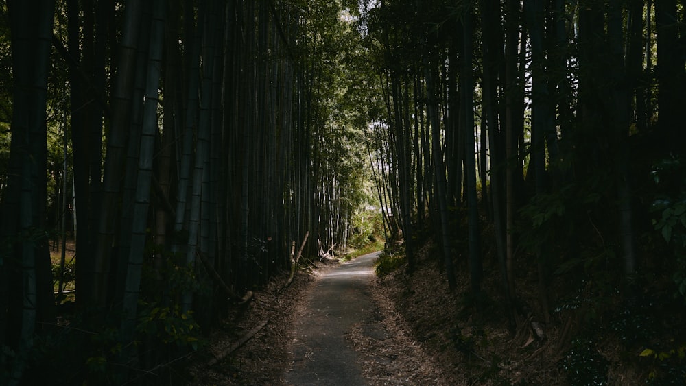 forest trees