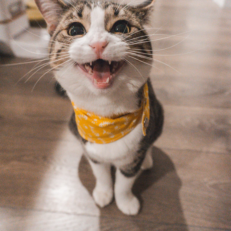 Muffin, a brown tabby cat