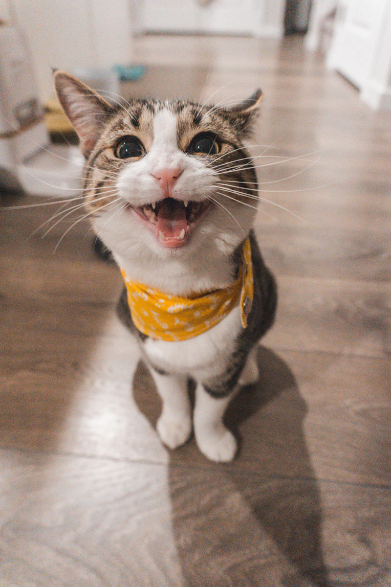 Cat with bright eyes looking forward