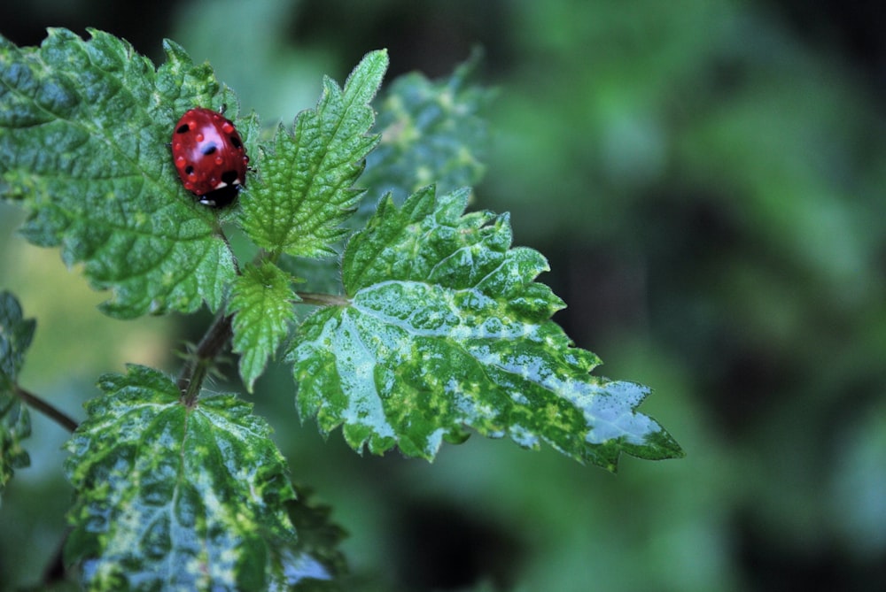 red ladybug on green plants in selective focus photography
