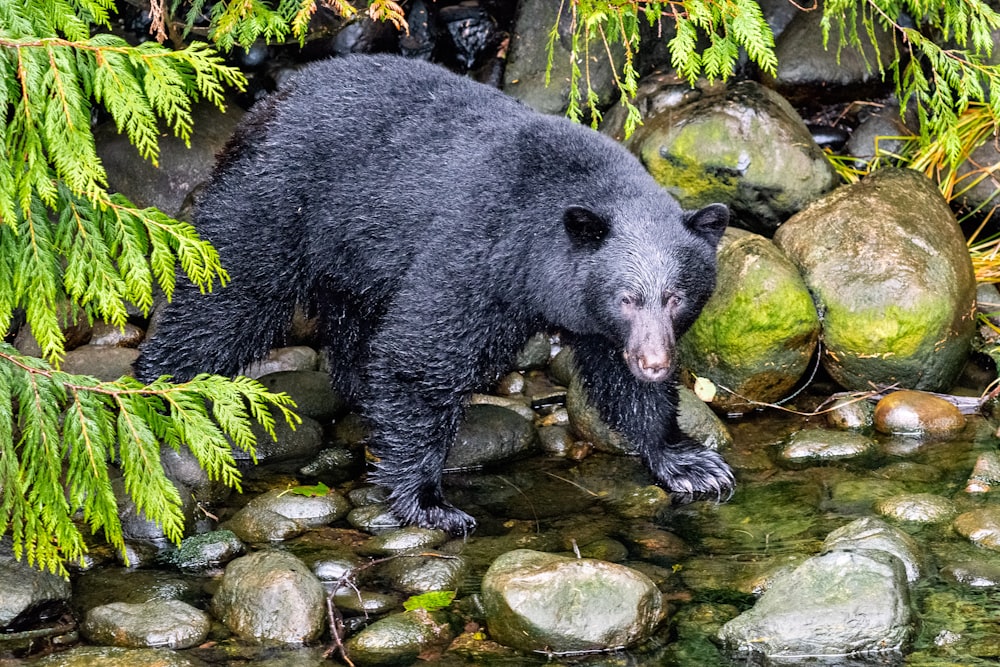 black bear standing on river during daytime