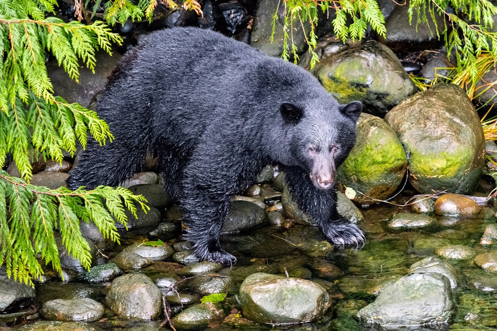 Oso negro parado en el río durante el día