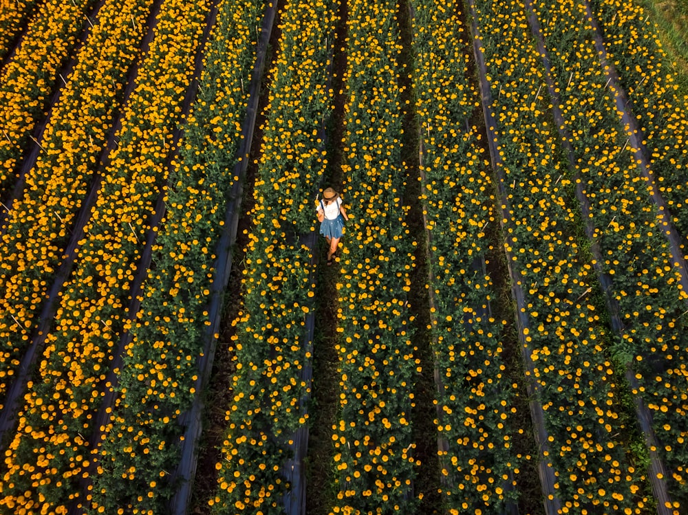 woman standing on yellow flower field