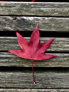 A vibrant red maple leaf rests on a weathered, wooden surface, with the grain and texture of the wood providing contrast to the smoothness of the leaf.
