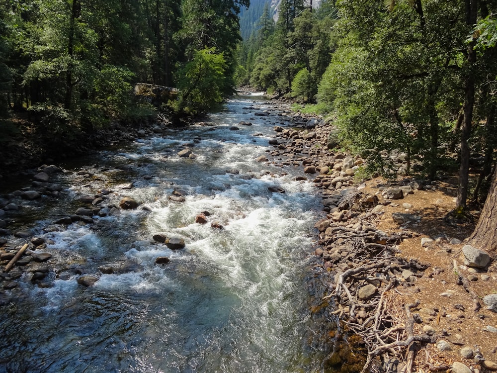 river between tall tress