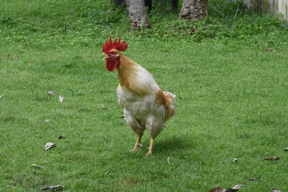 white chicken