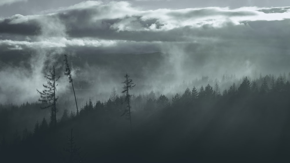 우울한 하늘 아래 숲의 실루엣 사진