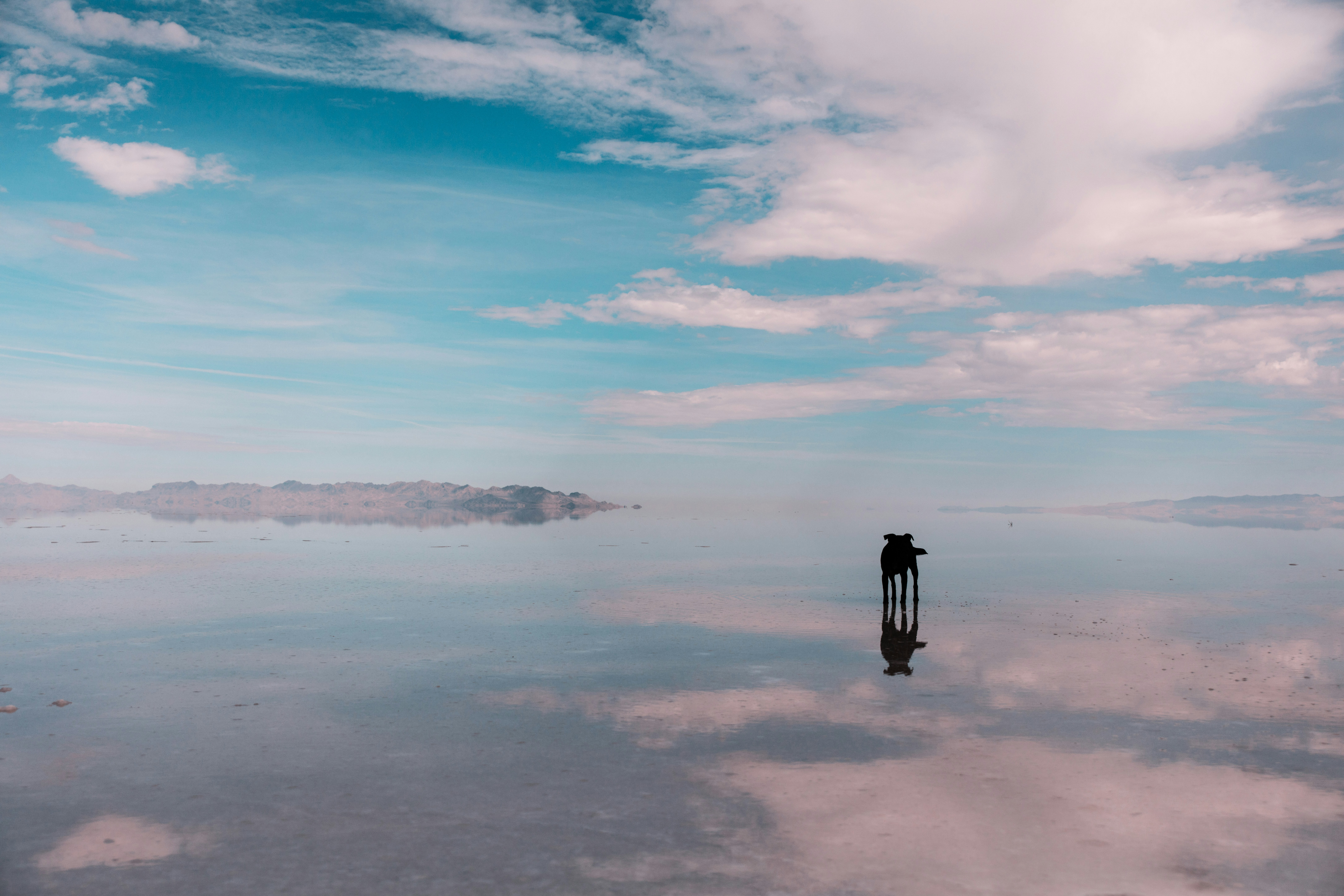 Tier tagsüber auf Gewässer