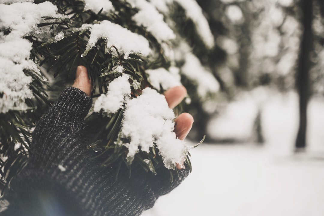 person holding pine tree with snow