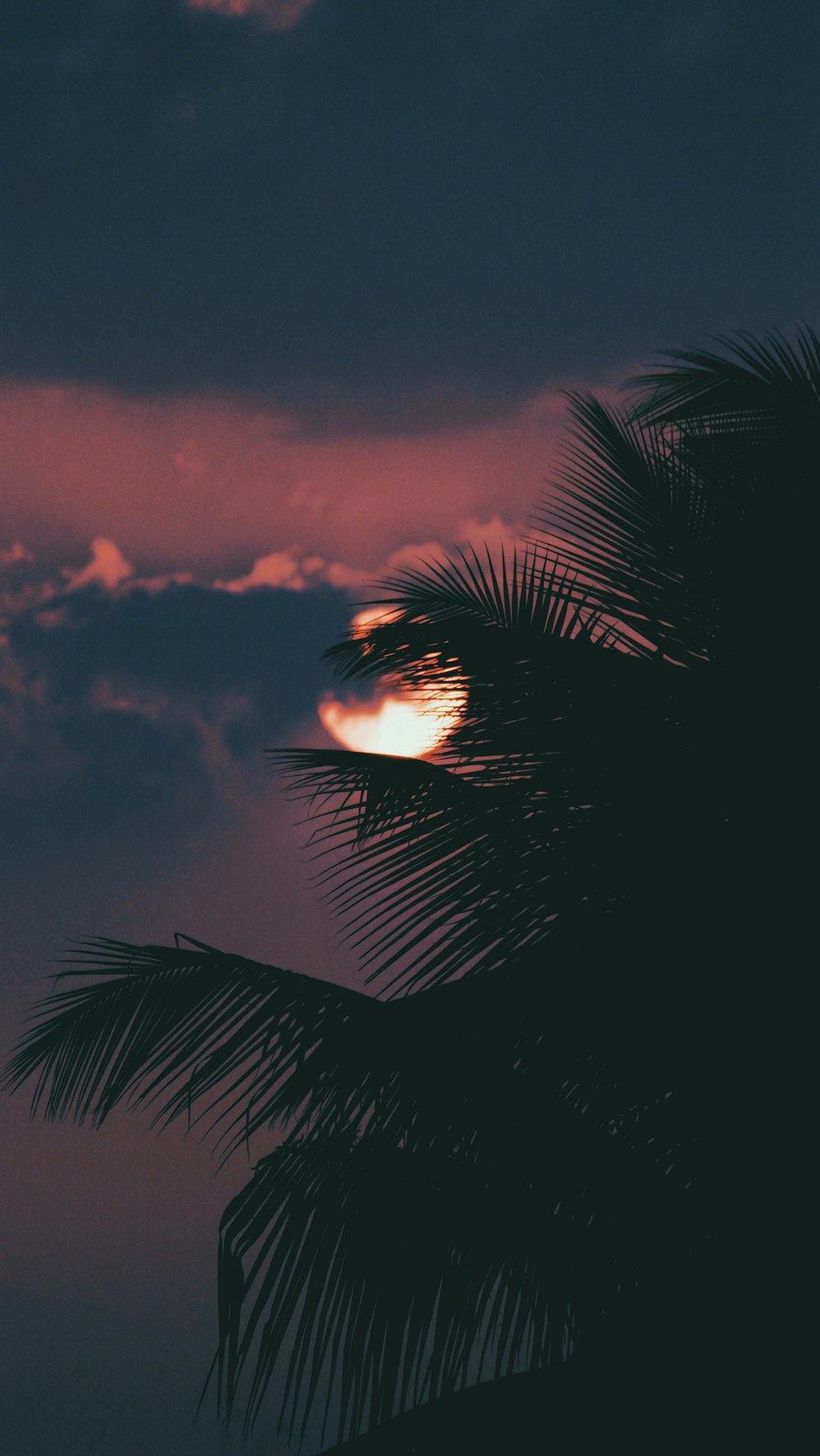 palm tree under full moon