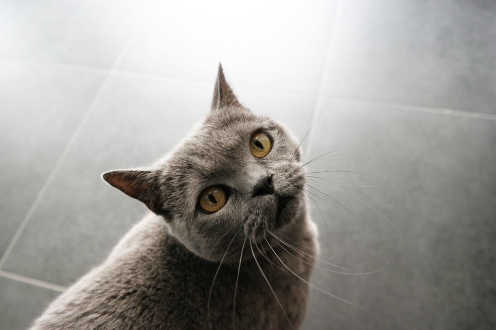 chat gris à fourrure courte sur sol carrelé gris