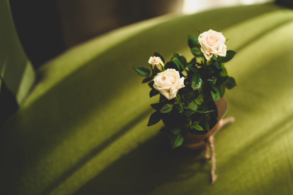 three white roses