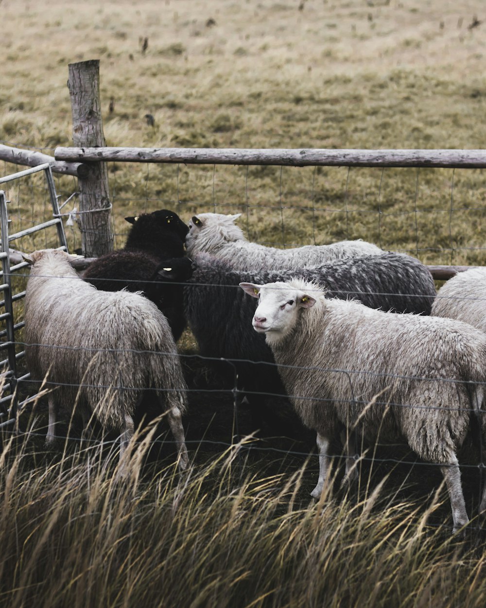 group of sheep in cage