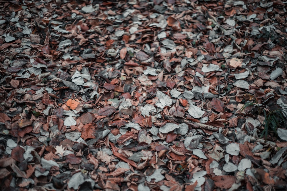 dried leaves